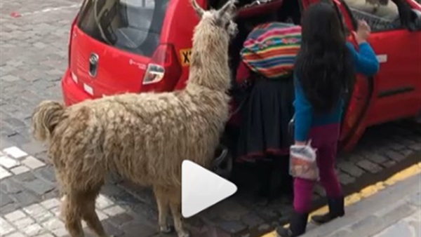 حيوان ألبكة يركب