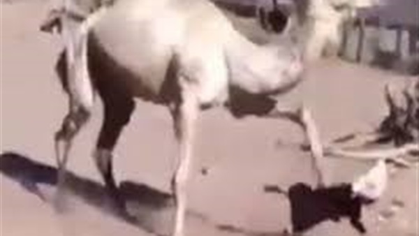 جمل يقتل طفلة فى