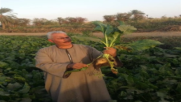 نقيب عام الفلاحين