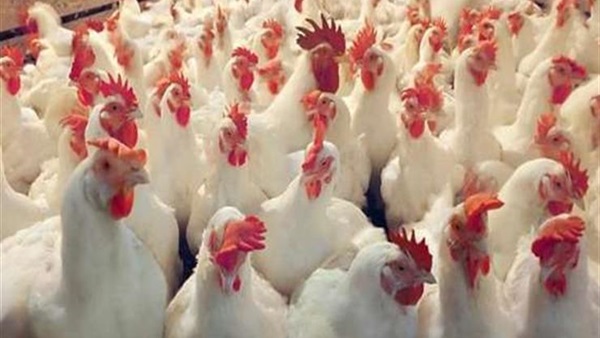 أسعار الدواجن بالفيوم