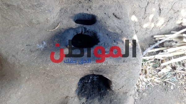 المواطن