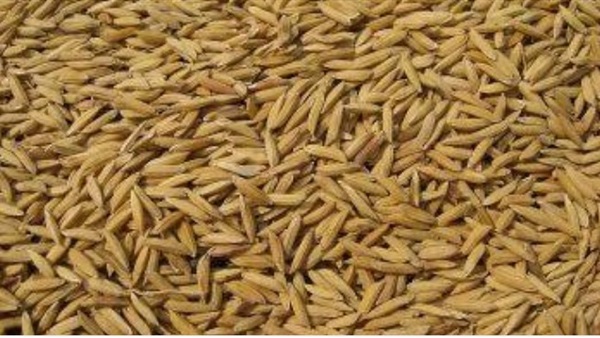 10 طن أرز شعير بالبحيرة