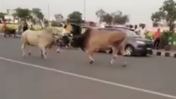 خناقة بين ثورين