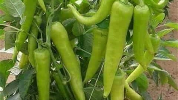أسعار الخضروات