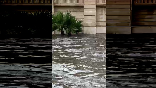 نجاة قطة