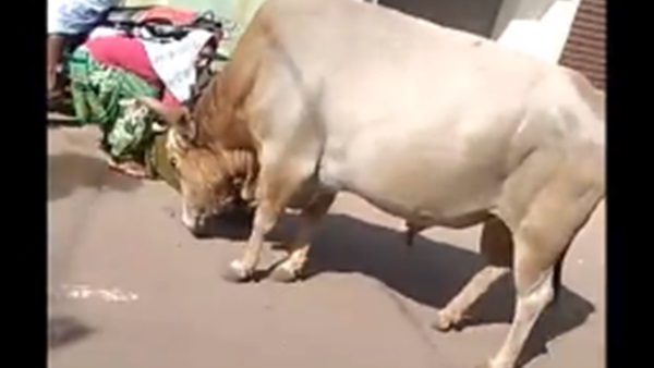 ثور يتسبب في سقوط