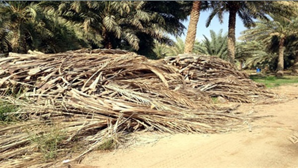 مخلفات النخيل بالوادي