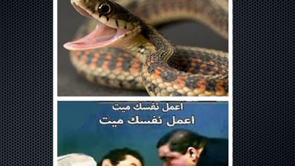 مصارعة بين ثعبان