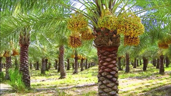 نتائج الجهود لمكافحة