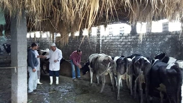بيطرى البحيرة