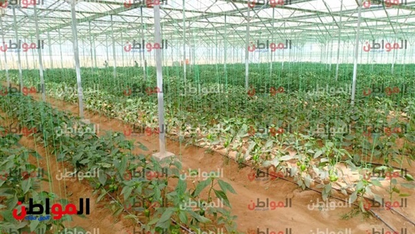 مشروع الصوب الزراعية