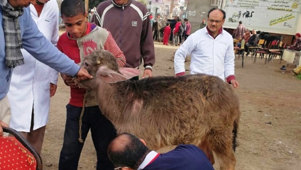 قافلة بيطرية بالشرقية