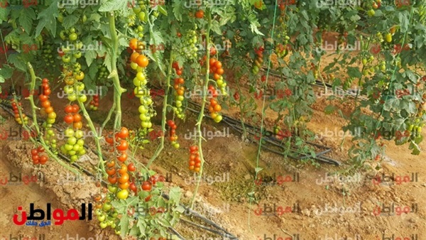 رشا مجدى ومشروع الصوب