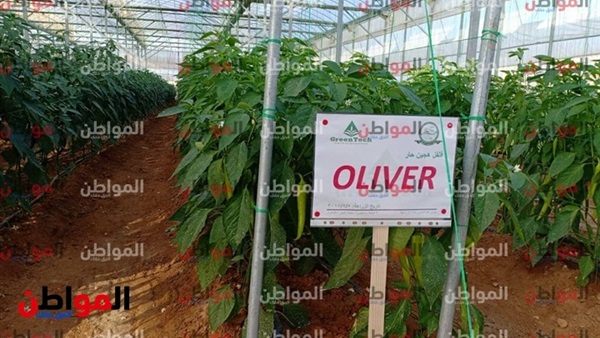داليا أيمن ومشروع