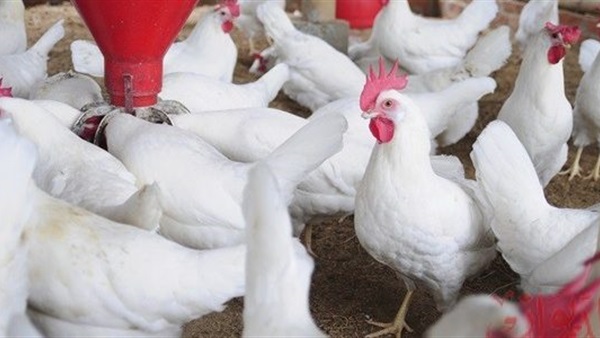 أسعار الدواجن المسائية