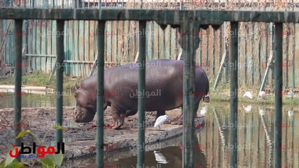 خرتيت