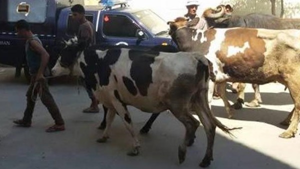 تشكيل عصابي تخصص