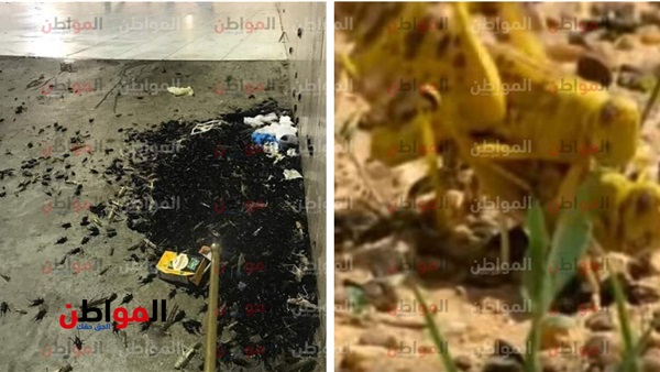 الجراد والصراصير