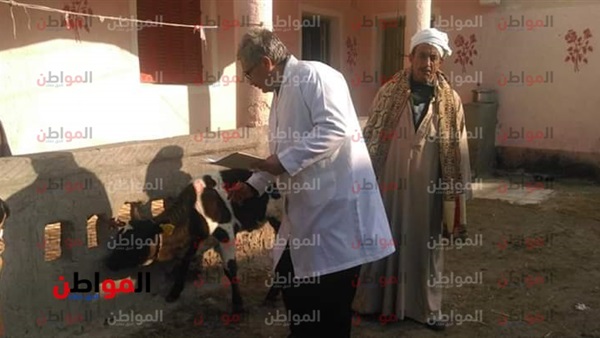 المواطن