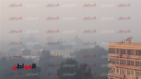 المواطن