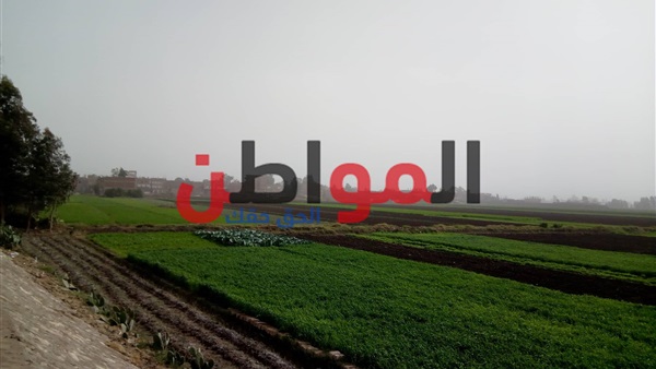 طقس غدا بالغربية