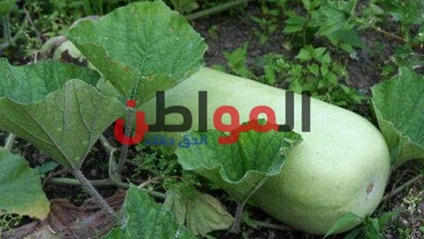 زراعة اللب الأبيض