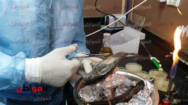 المواطن