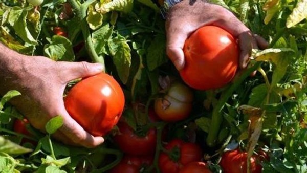 سعر الطماطم اليوم