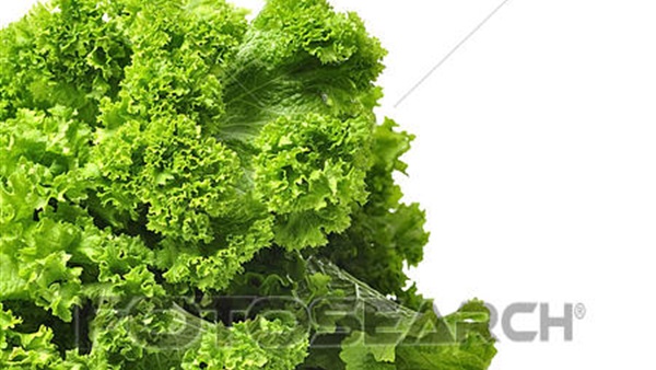 الخردل الأخضر