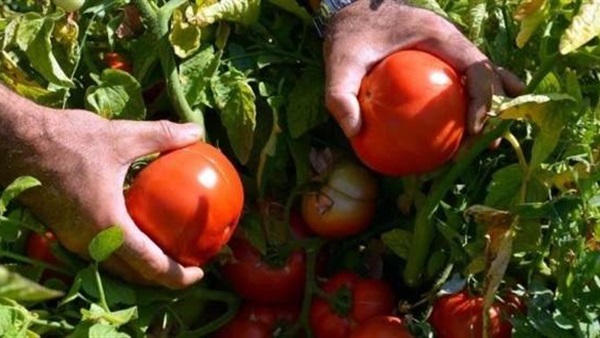 سعر الطماطم اليوم