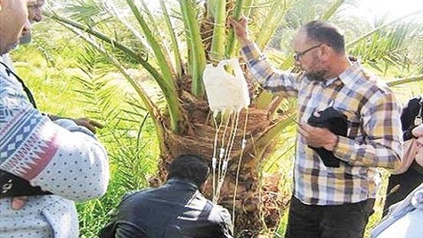 سوسة النخيل الحمراء