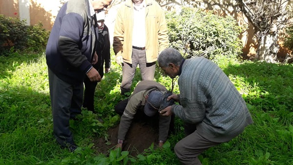 زراعة 60 شجرة بمدارس