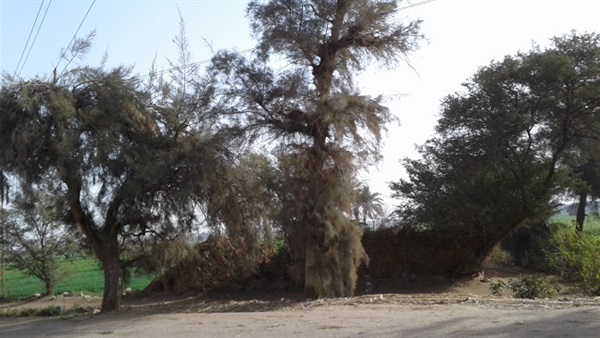 حالة الطقس ببني سويف