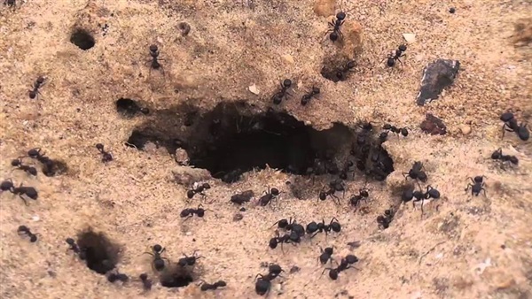 المواطن