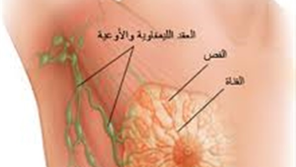 تشريح الثدي