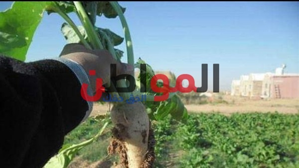 زراعة بنجر السكر