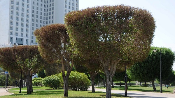 شجرة الكونوكاربس