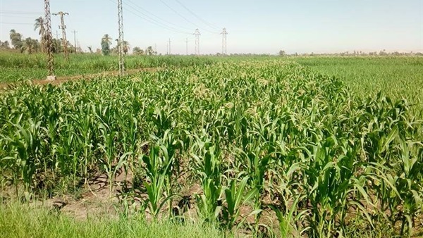 الزراعة في مصر