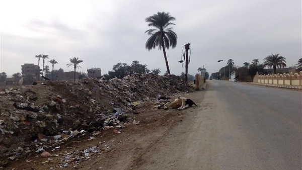 نفوق الماشية بسبب