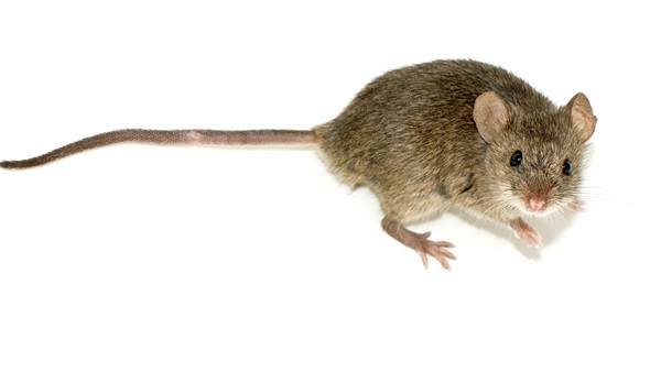 فأر