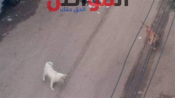 انتشار الكلاب الضالة