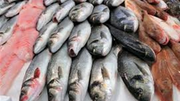 أسعار السمك اليوم