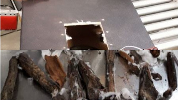 تهريب عظام آدمية