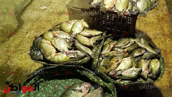 أسعار السمك اليوم