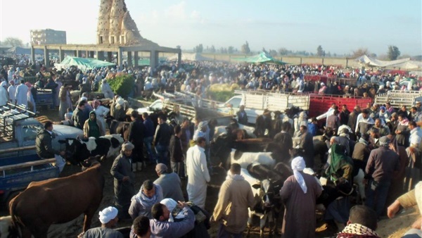 نجاح حملة تحصين الماشية