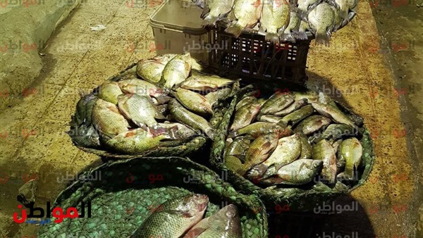 أسعار السمك اليوم