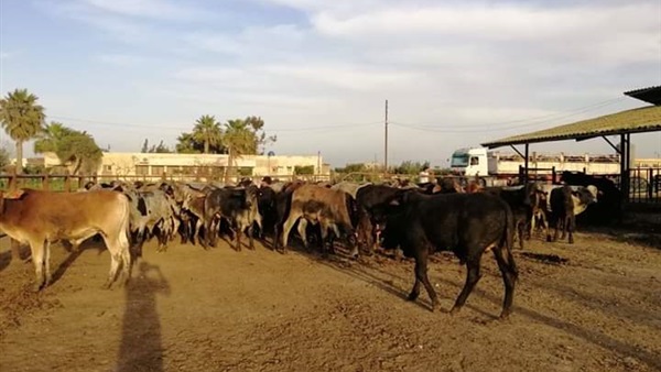 مشروع عاداه للإنتاج