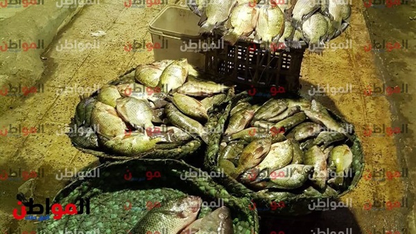 ت أسعار السمك اليوم