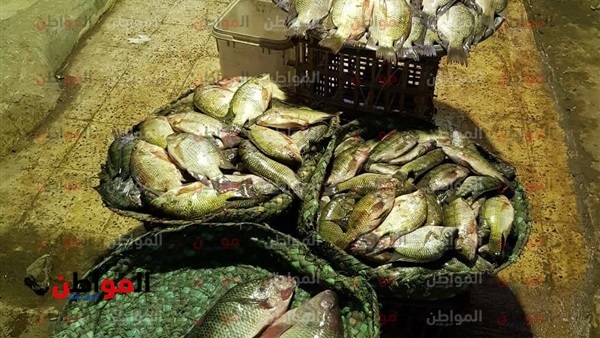 أسعار السمك اليوم