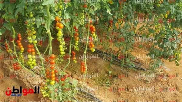مشروع الصوب الزراعية